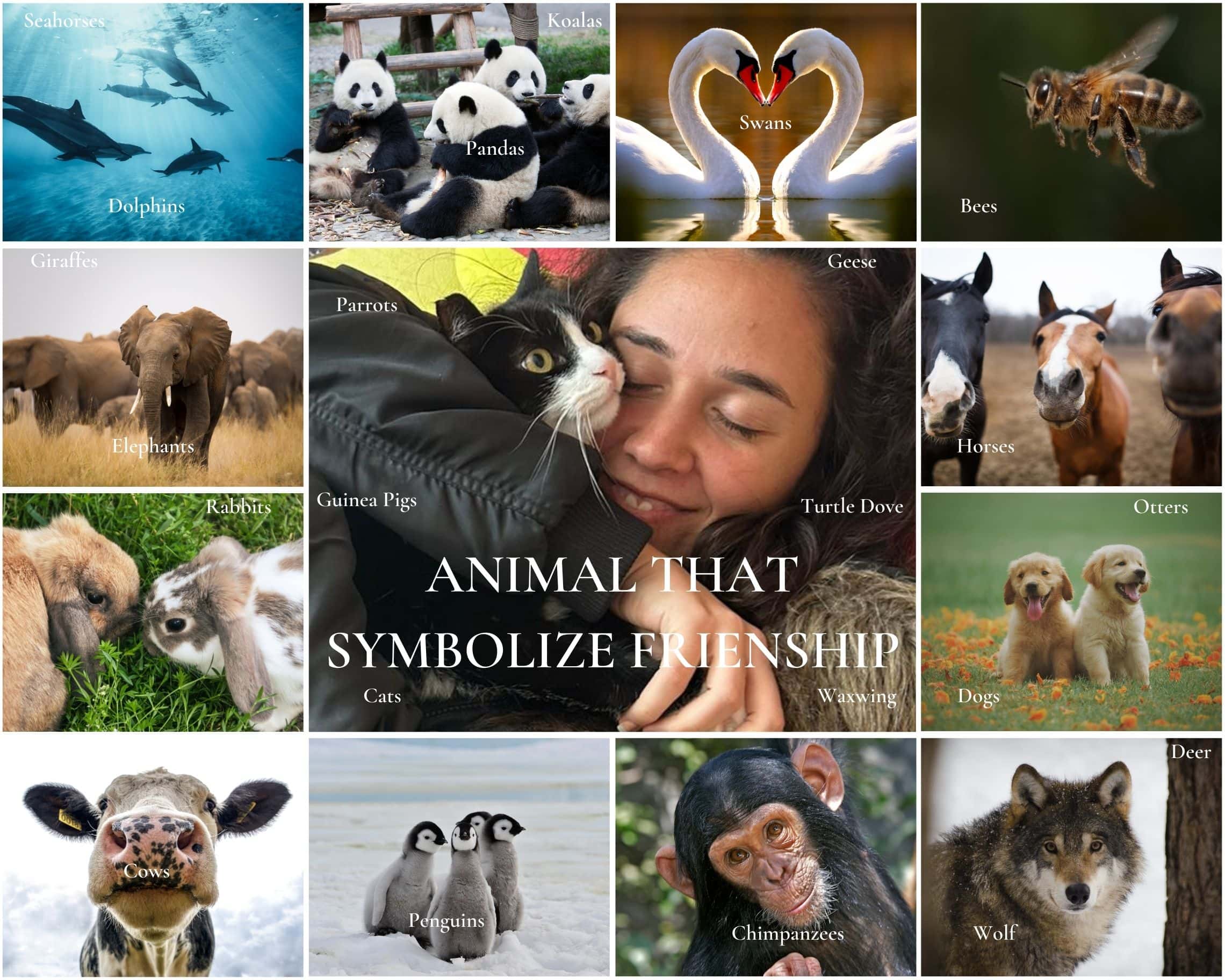  A collage of various animals with text overlays indicating their species, set against a white background. The central text reads "ANIMALS THAT SYMBOLIZE FRIENDSHIP" in bold. The collection includes images of dolphins, pandas, koalas, swans forming a heart shape, bees, giraffes, elephants, rabbits, guinea pigs, cats, dogs, cows, penguins, chimpanzees, a wolf, and other animals. 