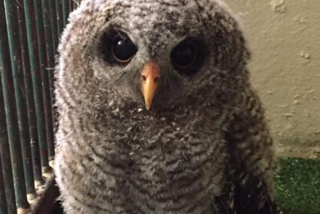 A close-up of a fluffy barred owl with deep, soulful eyes and a sharp beak, its gaze penetrating and wise, characteristic of its nocturnal and mysterious nature.