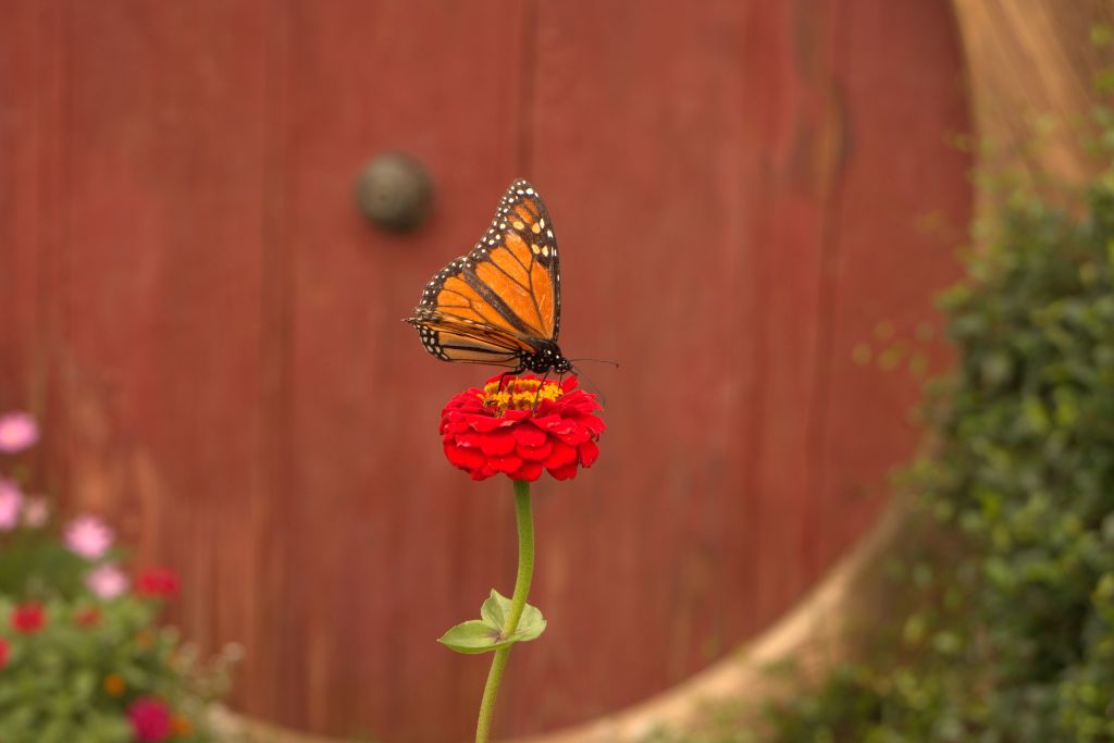 A Monarch butterfly perched delicately on a vibrant red zinnia flower, with its orange and black wings spread, against a soft-focus background of a wooden fence and greenery. And keep in mind that butterfly symbolism love too!
