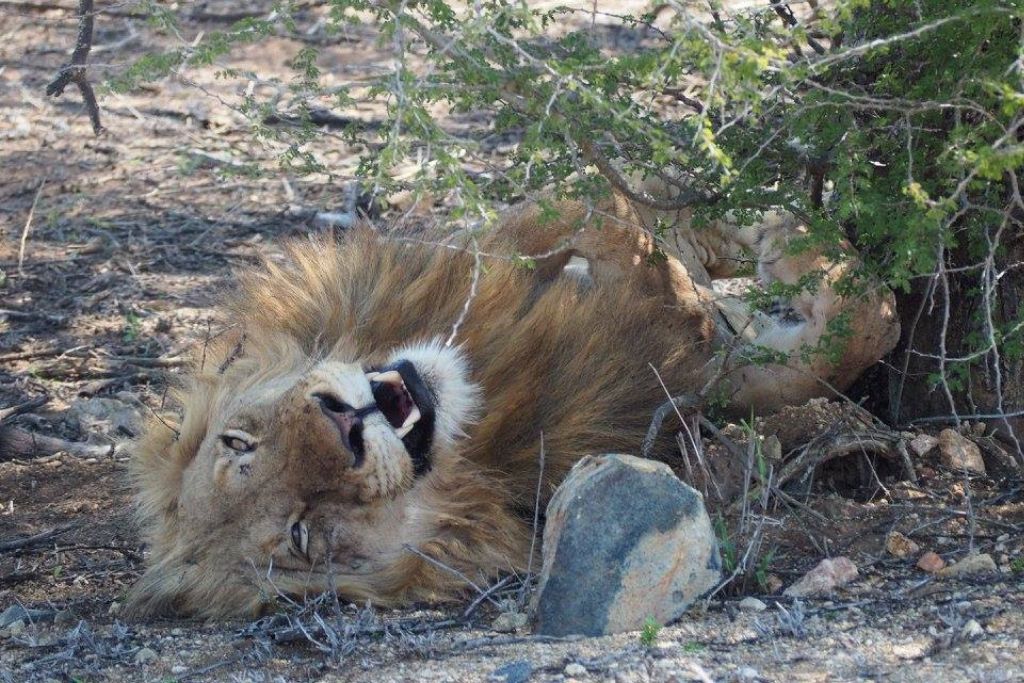 A male lion lies on its back in the shade of a tree, relaxed with its eyes closed and mouth open, a moment of rest in the animal's natural habitat.