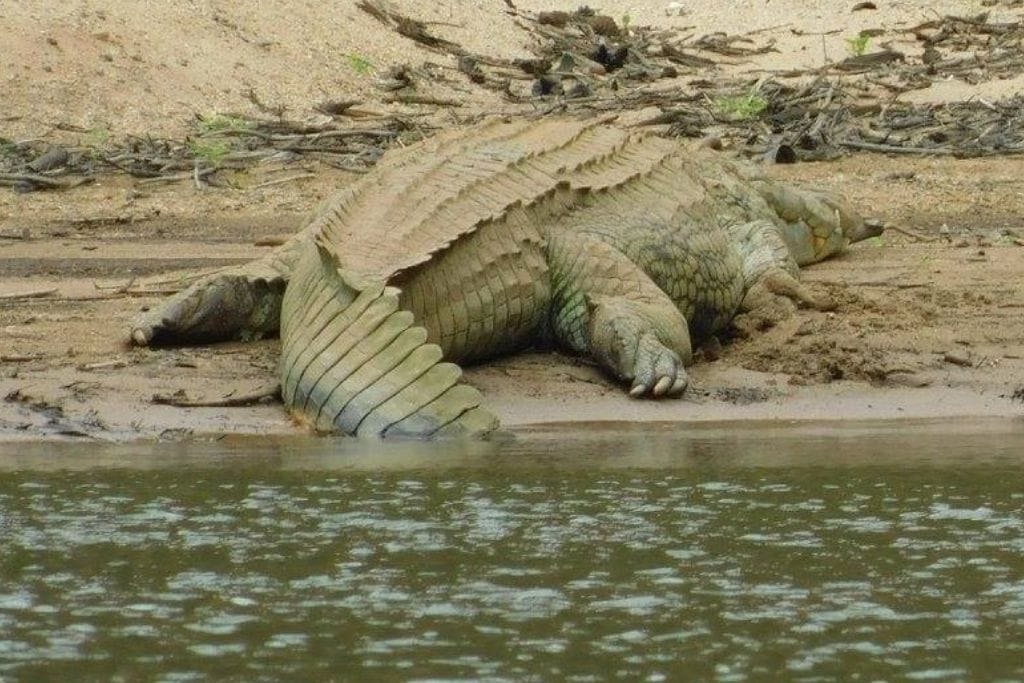 A massive Gharial lies on a sandy river bank, its distinctive long snout and jagged back creating a formidable silhouette against the calm river waters. Remember that crocodile is symbol of greatness.