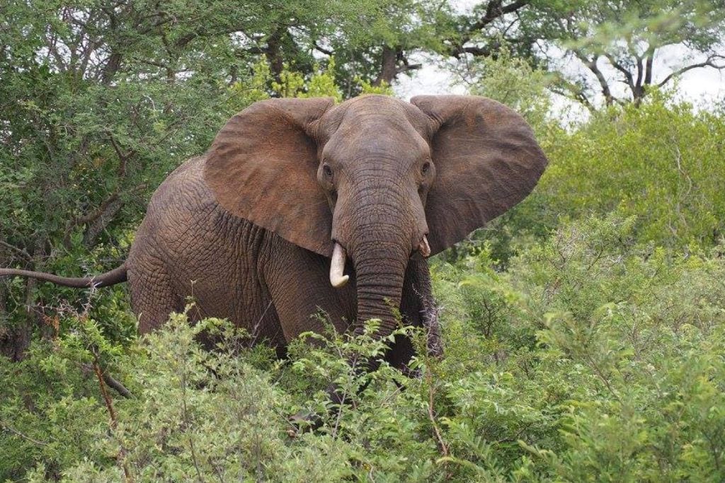 An African elephant in a green savannah, its imposing presence and wise eyes representing the strength and intelligence of spiritual animals that symbolize greatness.