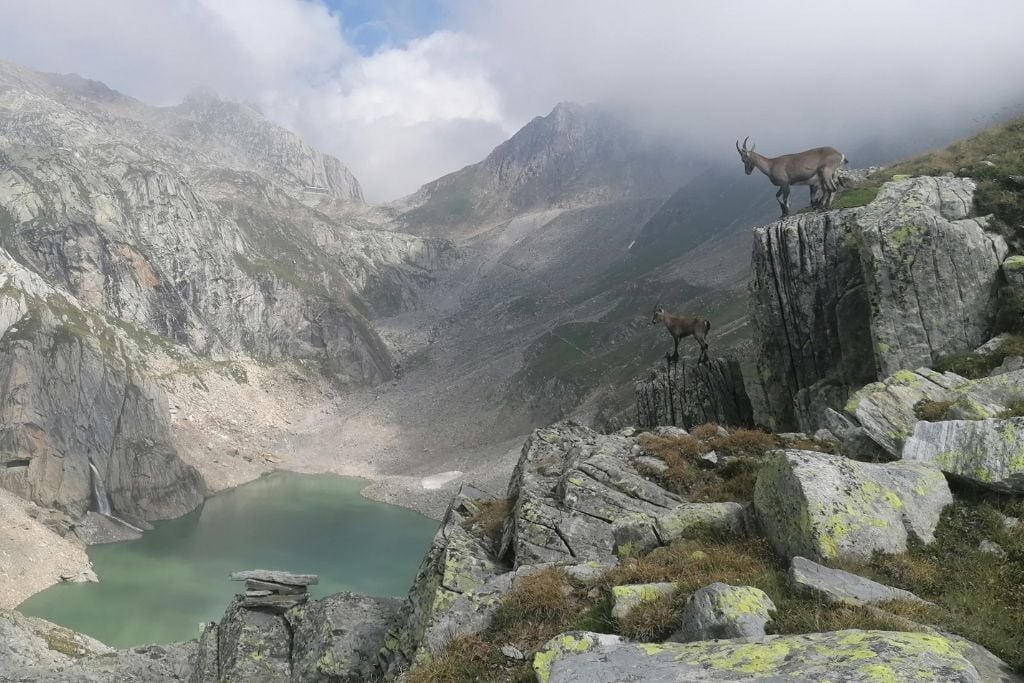 Two ibex on a rugged mountain cliff, overlooking a serene lake, their sure-footed stance and calm demeanor capturing the essence of spiritual animals that symbolize greatness.