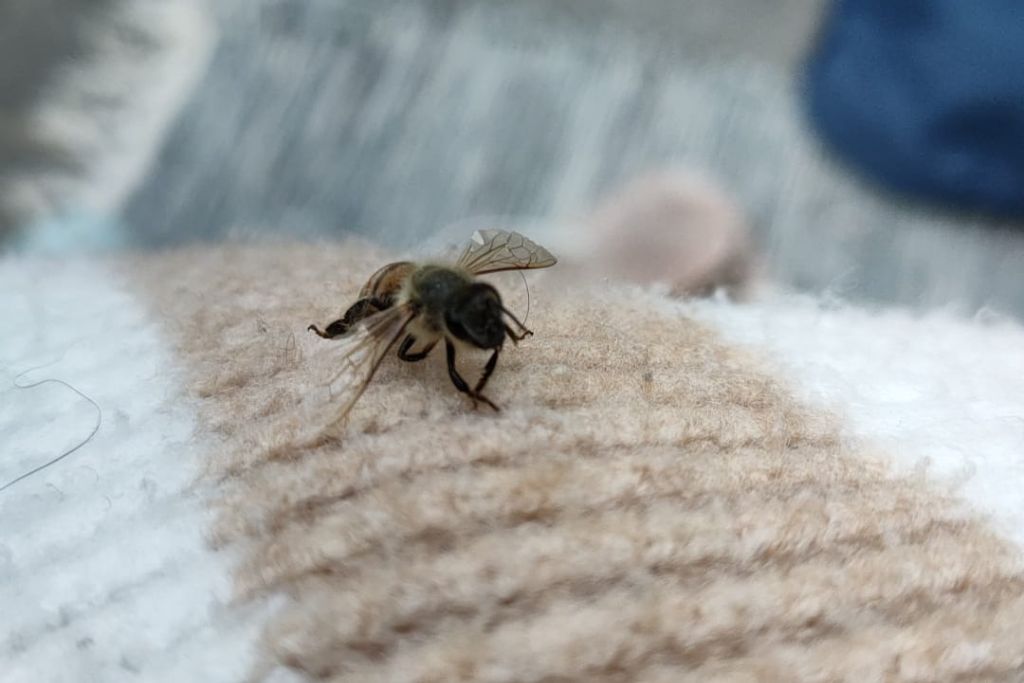 A honeybee perched delicately on a woolen fabric, with rain droplets in the backdrop, showcasing the cooperative spirit of animals that symbolize friendship in nature.
