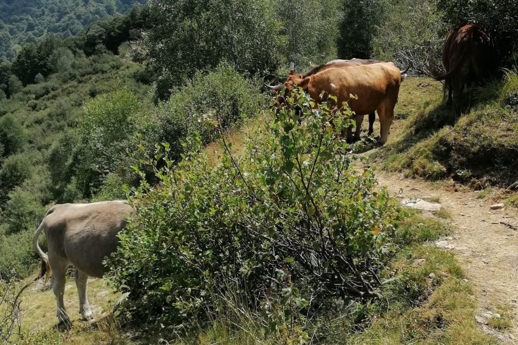 Cows peacefully grazing on a lush hillside, with animals that symbolize friendship through their calm and communal grazing habits.