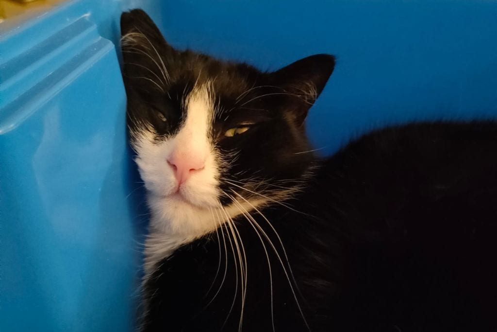A black and white cat lounging in a blue container, relaxed and comfortable, a pet that symbolizes friendship and companionship.