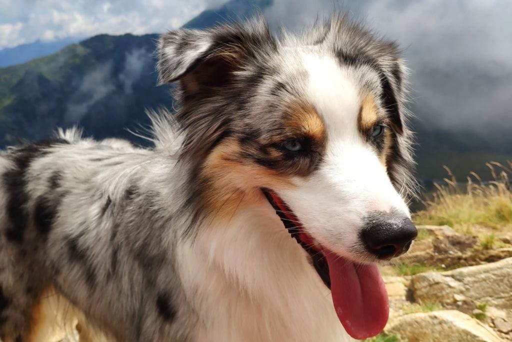 A cheerful Australian Shepherd dog outdoors, with a majestic mountainous backdrop, embodying the loyalty and friendship dogs provide.