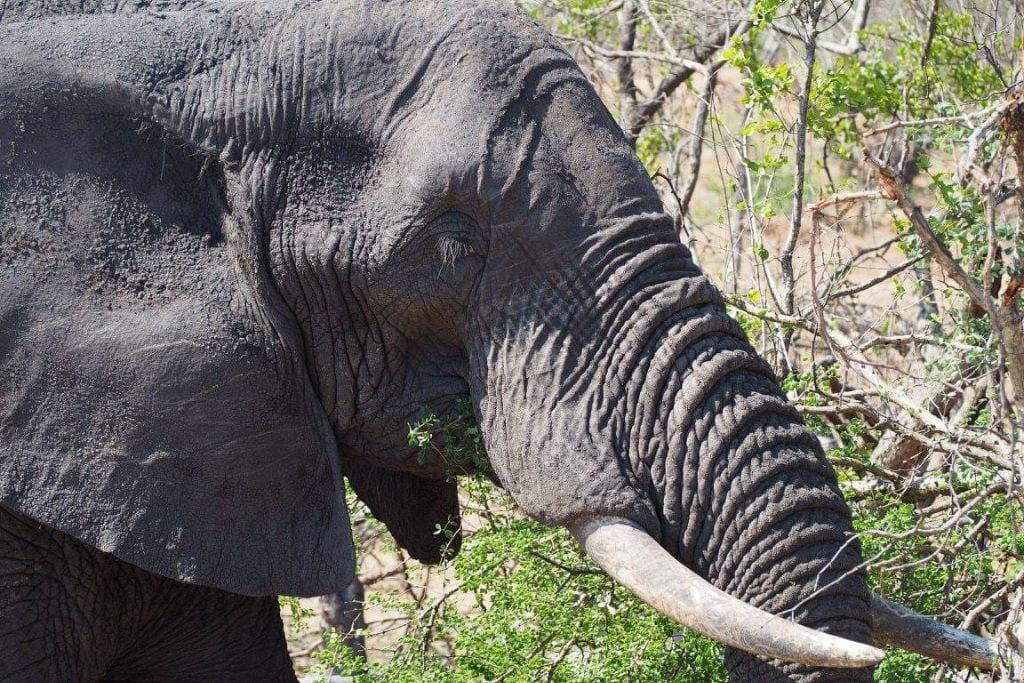 Detailed close-up of an elephant's face showcasing its rough skin and serene expression, a majestic animal that symbolizes friendship and memory.
