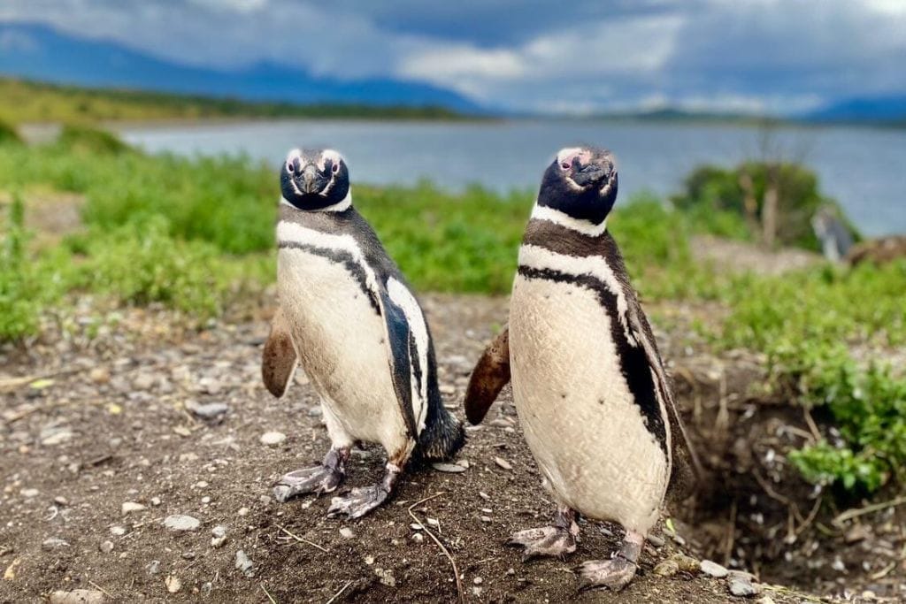 Magellanic penguins paired together on a lush field, their presence an endearing example of animals that symbolize friendship in the wild.