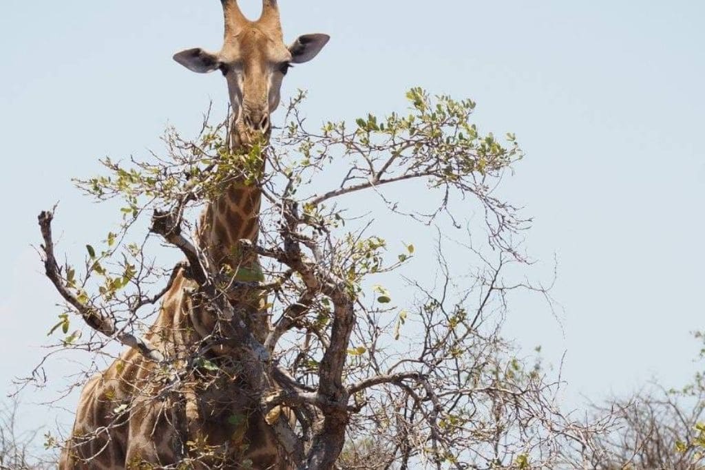 During my safari in South Africa, I spotted this incredible giraffe reaches up to eat from a tree, its iconic long neck perfectly adapted to its arboreal feeding habits.