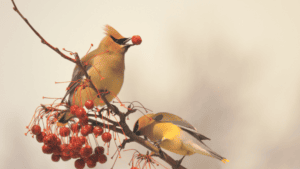 Two Cedar Waxwings perched on a branch with red berries, with one bird holding a berry in its beak. The scene is set against a soft, hazy background, and the Cedar Waxwing symbolizes the fleeting nature of beauty and the importance of enjoying the present moment.