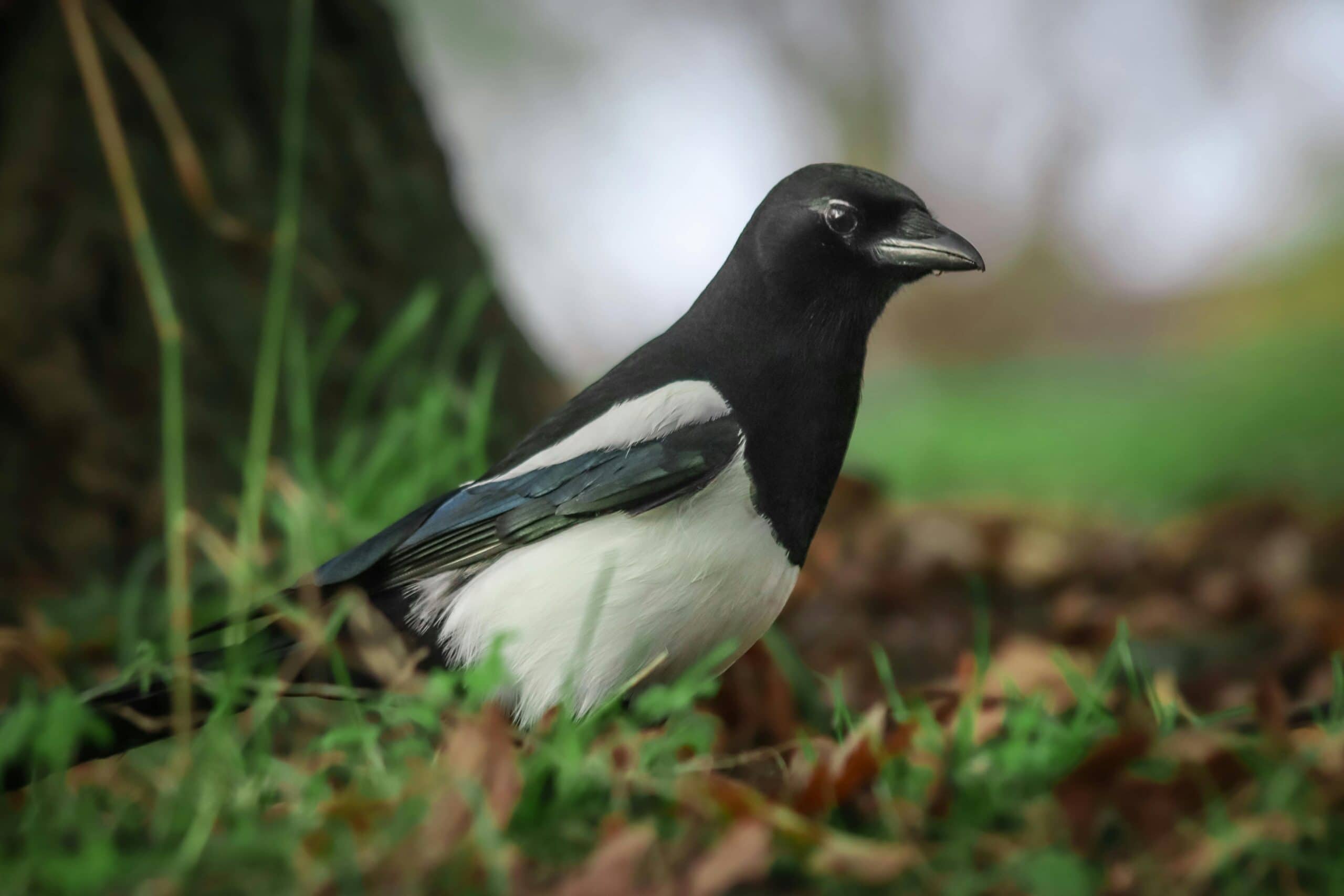 A magpie, evocative of the 'Magpie Spirit Animal', is depicted in a serene setting, nestled on the forest floor with autumn leaves scattered around, showcasing its glossy black head and striking white belly with a soft, bokeh background.