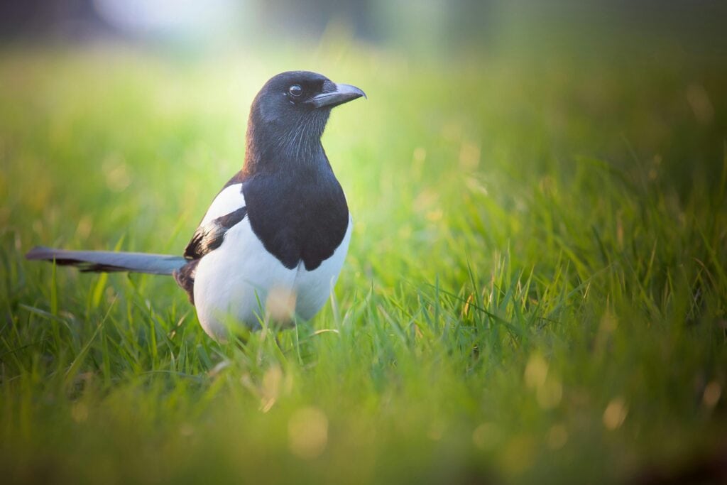 Magpie Spirit Animal | Symbolism, Dream, Power, and More A magpie, often regarded as the 'Magpie Spirit Animal', is gracefully poised on a lush green lawn, with the soft glow of sunlight filtering through, highlighting its glossy black head and contrasting white body and tail.