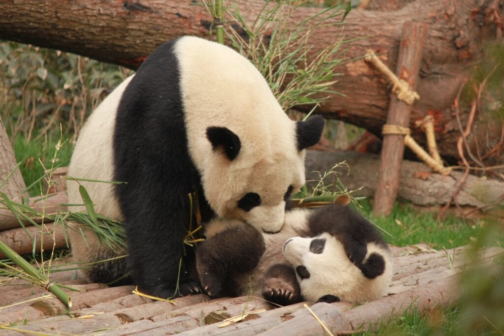 A tender moment as a panda cuddles its cub amongst bamboo, a gentle giant showing care, symbolic of parental affection in the animal kingdom.