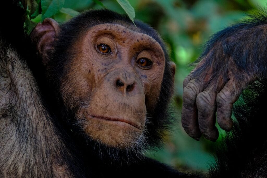 A thoughtful chimpanzee's face close-up, with a companion's arm in view, highlighting the profound social bonds that make these animals symbolize friendship.