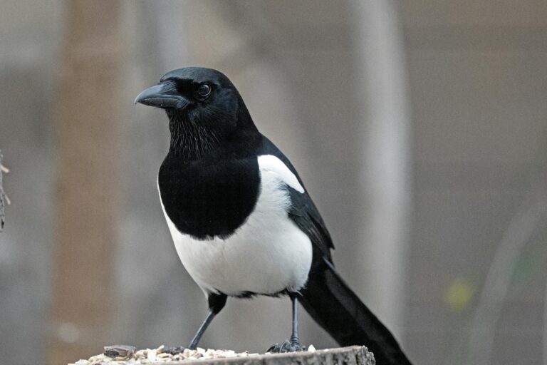 A close-up of a magpie, symbolizing the 'Magpie Spirit Animal', perched on a feeder with scattered seeds, its striking black and white plumage detailed against a soft-focused, neutral background.