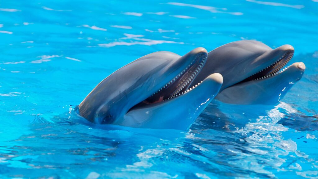 Two playful dolphins are half-submerged in clear blue water, their mouths open revealing rows of teeth, reflecting the joy and intelligence associated with these marine mammals.