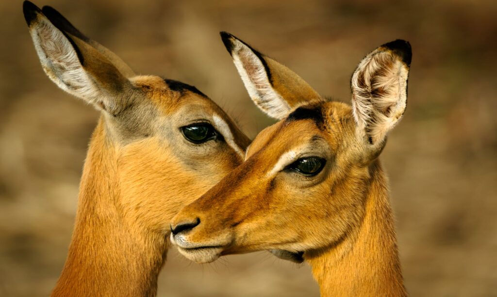 Two deers connect in a moment of closeness, their features mirroring each other, highlighting the social nature of these graceful animals.