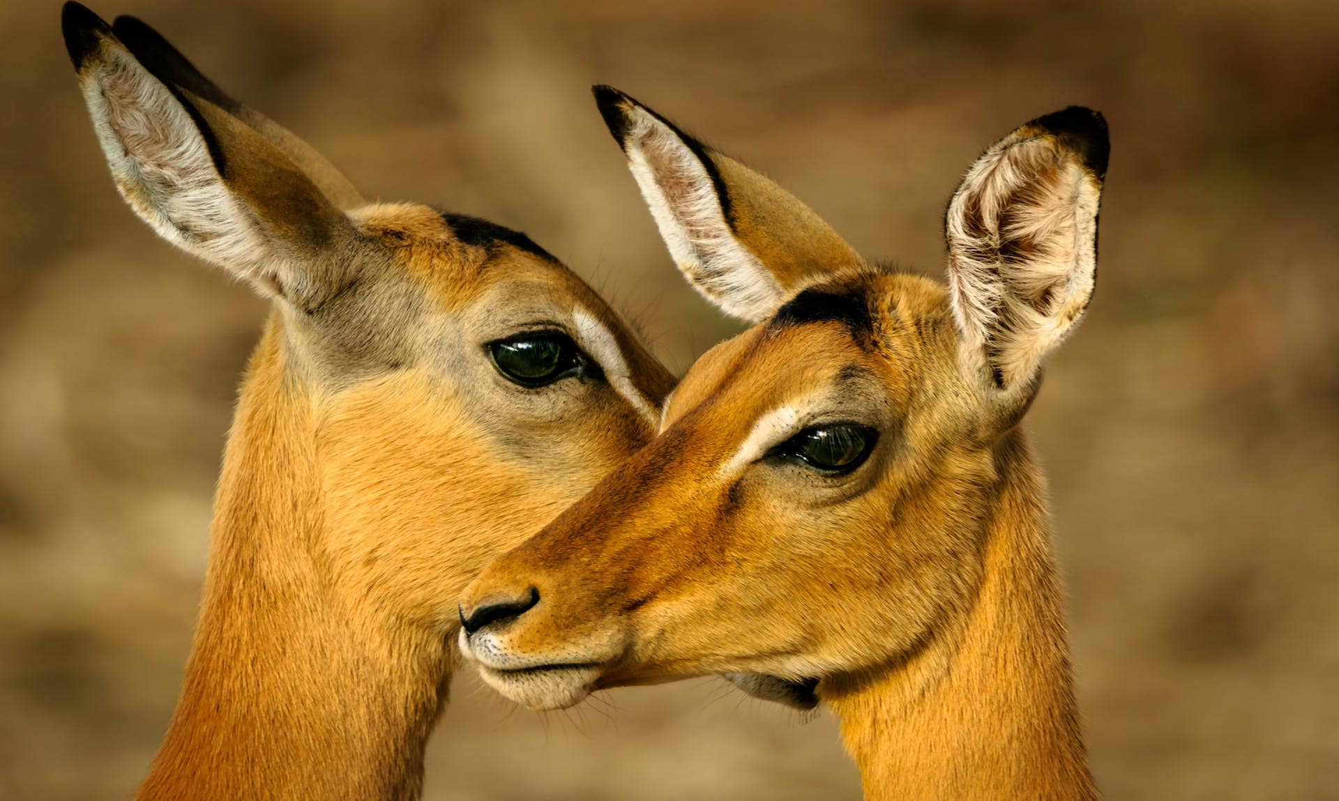 What Animal Represents Kindness? A Complete Guide Image of a two deers connect in a moment of closeness, their features mirroring each other, highlighting the social nature of these graceful animals. Image used for the article what animal represents kindness.