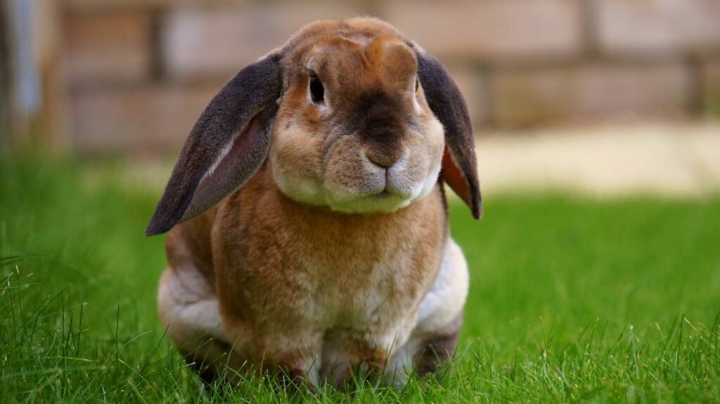 A serene lop-eared rabbit enjoying the green grass, a symbol of gentleness among animals that symbolize friendship.