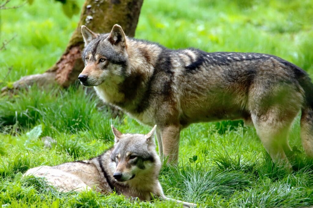 A pair of wolves in a verdant forest clearing, one on guard while the other rests, a scene depicting the pack dynamics of these wild canines.