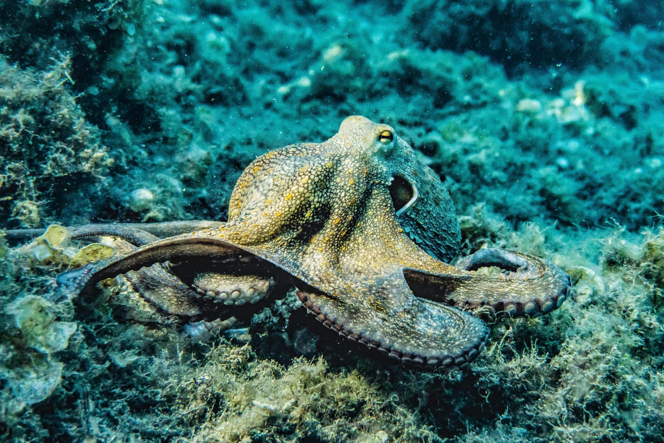 A common octopus camouflaged against the sea floor, embodying adaptability and mystery, qualities that align with spiritual animals that symbolize greatness.