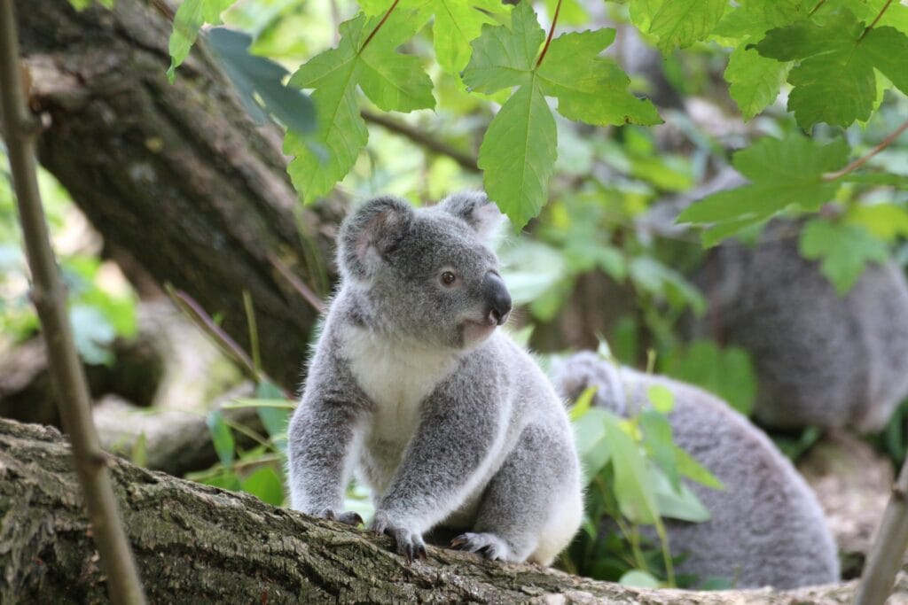 A grey koala sits thoughtfully on a branch, surrounded by the green foliage of its native Australian habitat.
