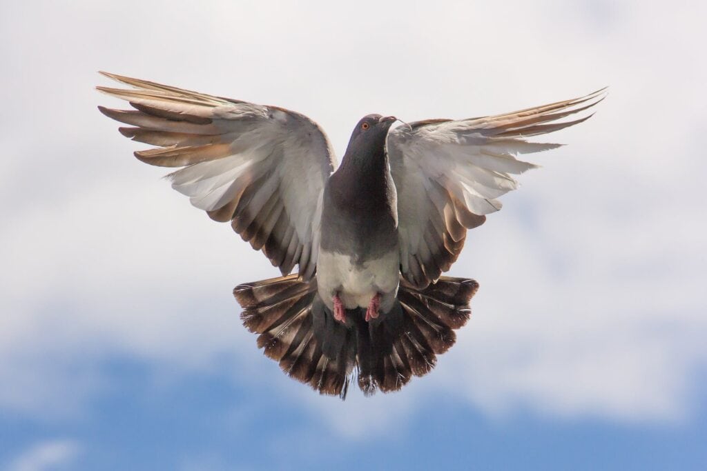 A turtle dove aka pigeon in graceful flight against a soft blue sky, wings outstretched, capturing the freedom and peace often associated with animals that symbolize friendship.