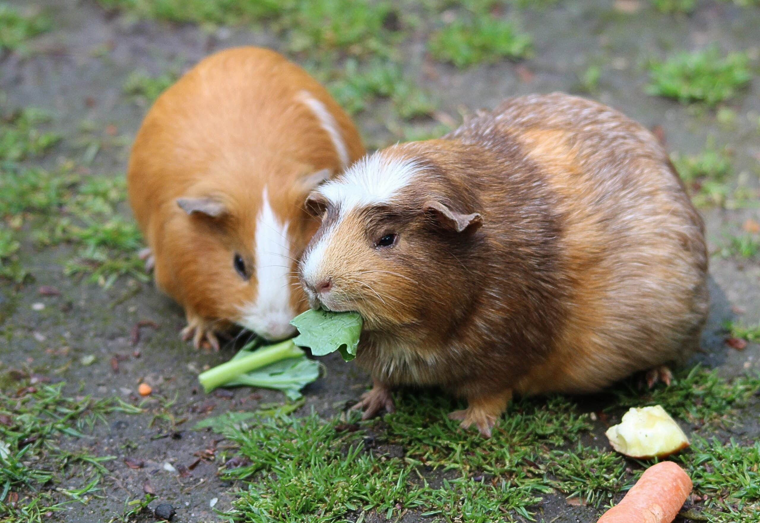 Two Guinea pigs on grass, one with orange and white fur, the other with a brown and white coat, sharing a meal of fresh green leafy vegetables and carrot.