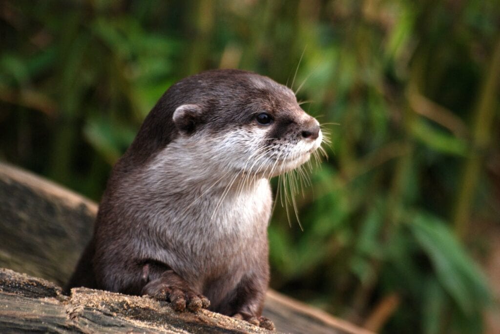 An otter rests on a wooden ledge, its whiskers prominent and eyes thoughtful, a glimpse into the curious life of this semi-aquatic mammal.