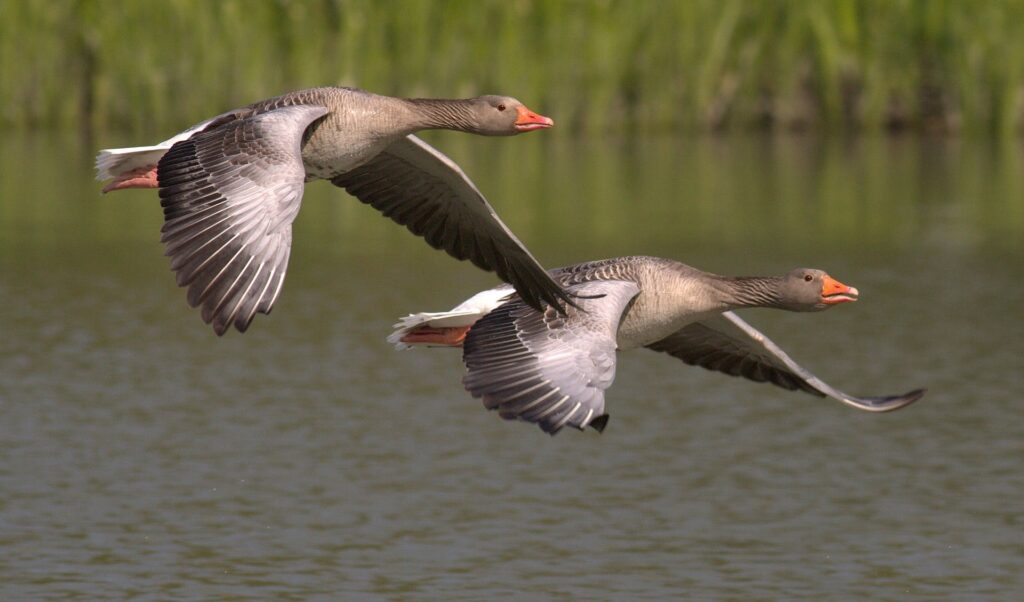A pair of greylag geese in flight over water, representing animals that symbolize friendship, with synchronized wingbeats and a sense of camaraderie.