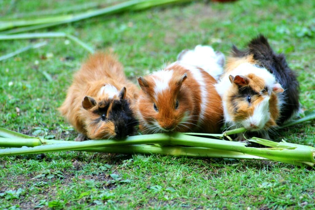 Trio of guinea pigs sharing a meal in harmony, showcasing their social nature as animals that symbolize friendship.