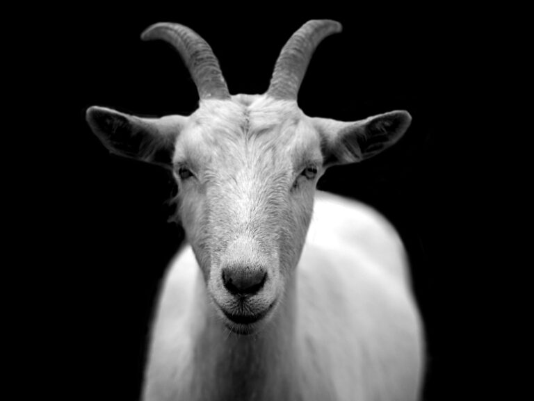 goat symbolism