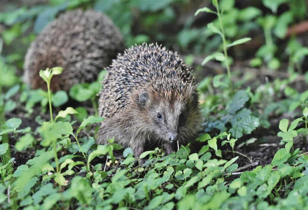 What Do Hedgehogs Symbolize | Meaning, Totem, Spirit Animal A curious hedgehog forages among green foliage, its spines providing natural camouflage, a representation of the hedgehog's symbolism in nature as a totem of intuition and resourcefulness.