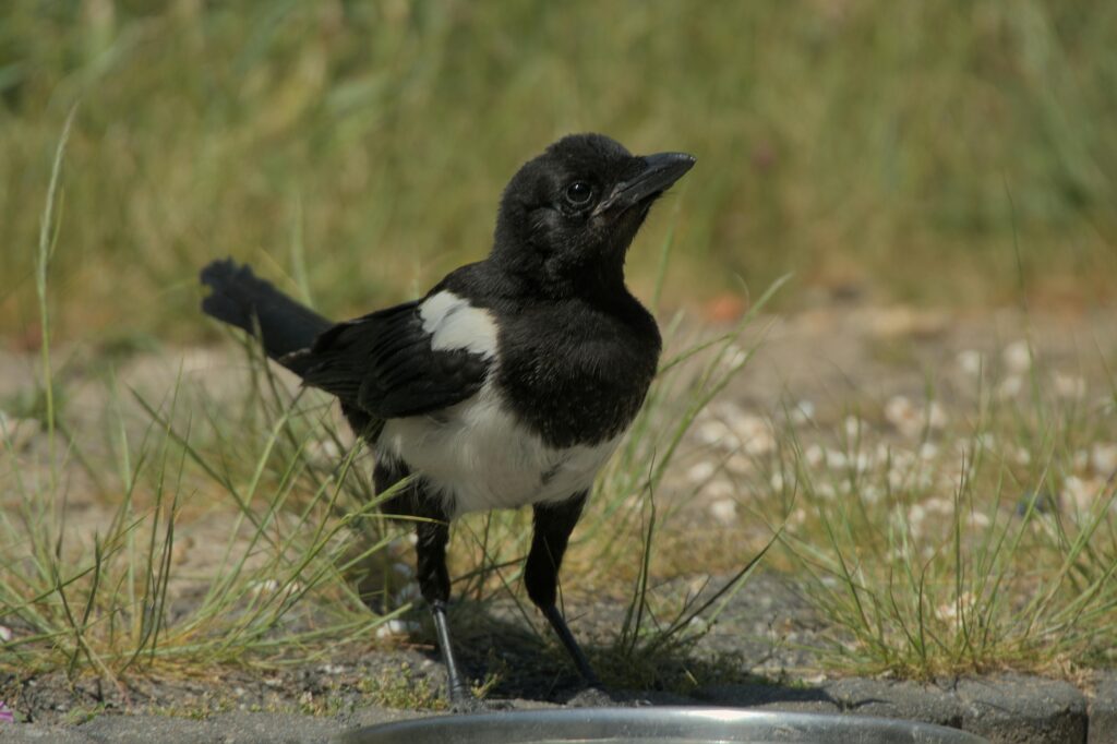 Magpie Spirit Animal | Symbolism, Dream, Power, and More A juvenile magpie, representing the 'Magpie Spirit Animal', stands attentively on a gravelly ground with sparse grass, its curious gaze and youthful black and white feathers captured in natural daylight.
