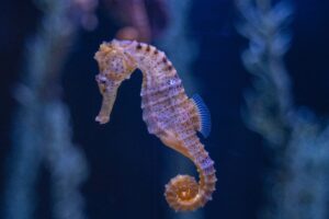A delicate seahorse floating in blue waters, its unique shape and graceful posture making it a symbol of the magical qualities found in spiritual animals that symbolize greatness.