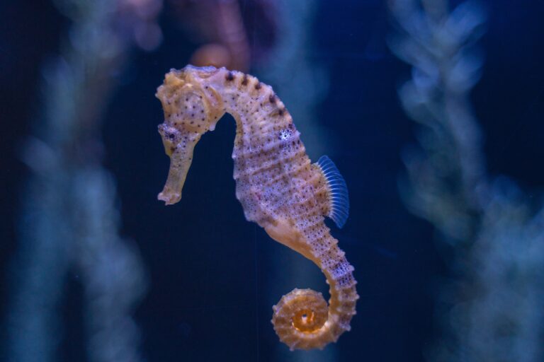 A delicate seahorse floating in blue waters, its unique shape and graceful posture making it a symbol of the magical qualities found in spiritual animals that symbolize greatness.