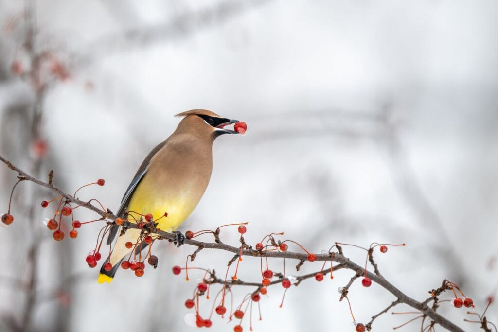A cedar waxwing with its sleek plumage and distinctive mask enjoys a berry, captured against the stark contrast of a wintry backdrop