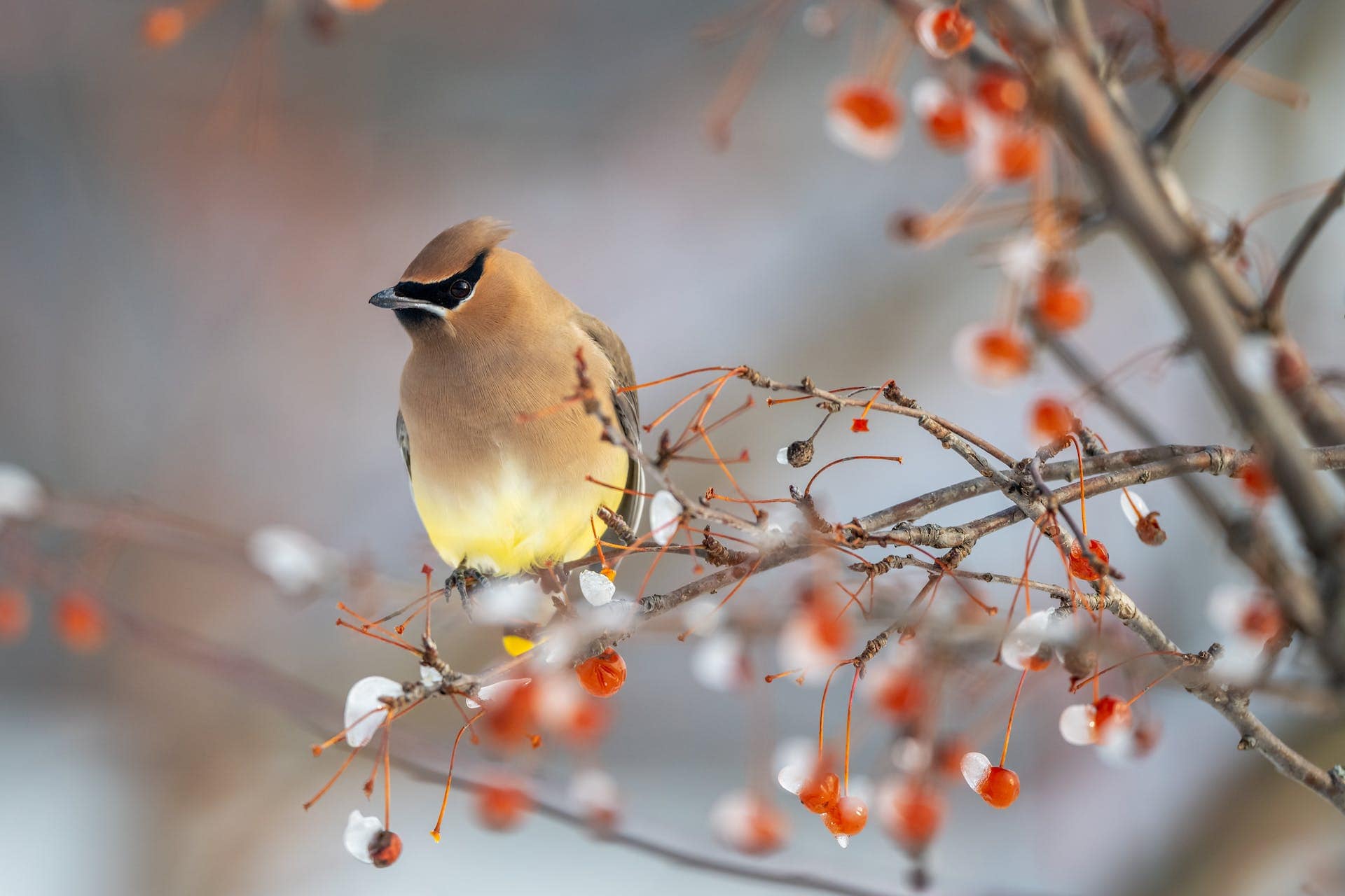 A Cedar Waxwing (which is a little brown yellow colorful bird) perched on a branch, surrounded by red berries and snow, a serene image reflecting the quiet elegance associated with spiritual animals that symbolize greatness.