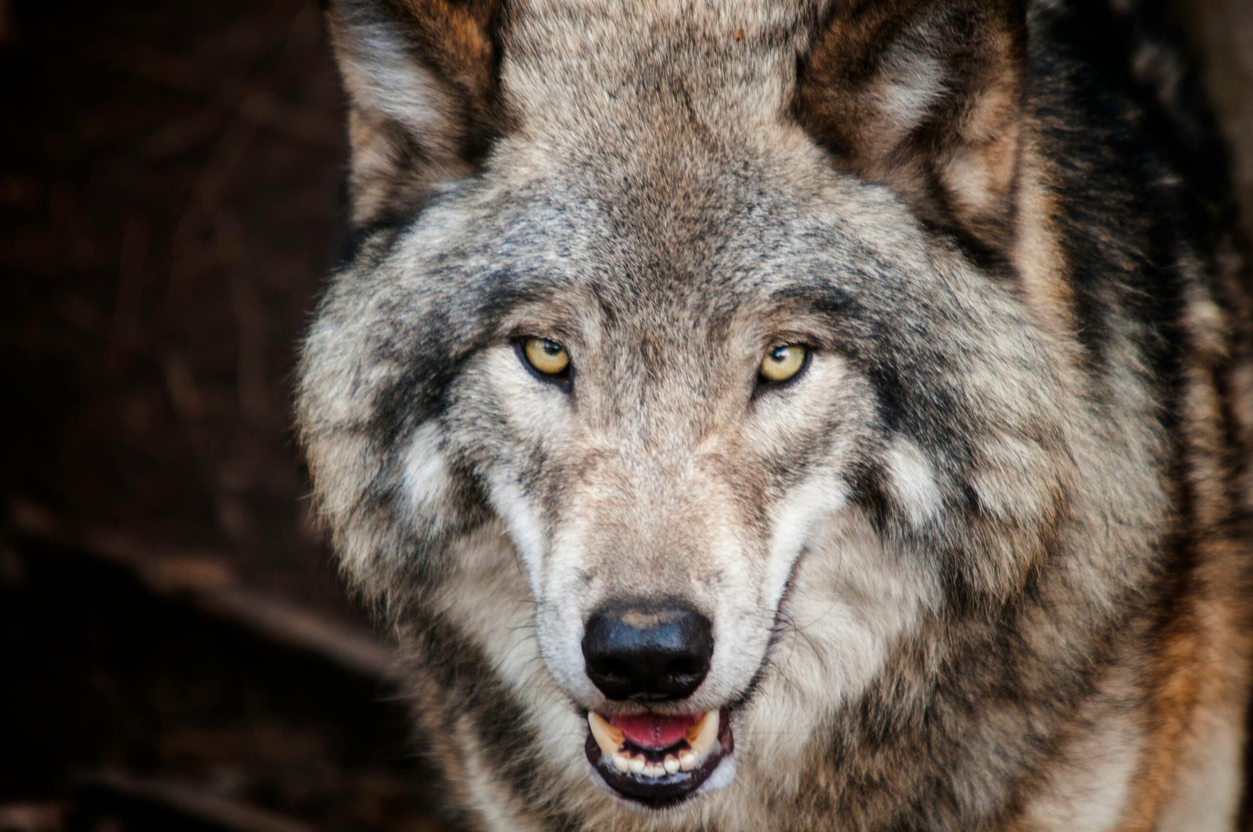 A close-up of a wolf's face, showcasing its piercing yellow eyes and grey fur, with a hint of a snarl on its lips, conveying the wild and untamed spirit of the animal.