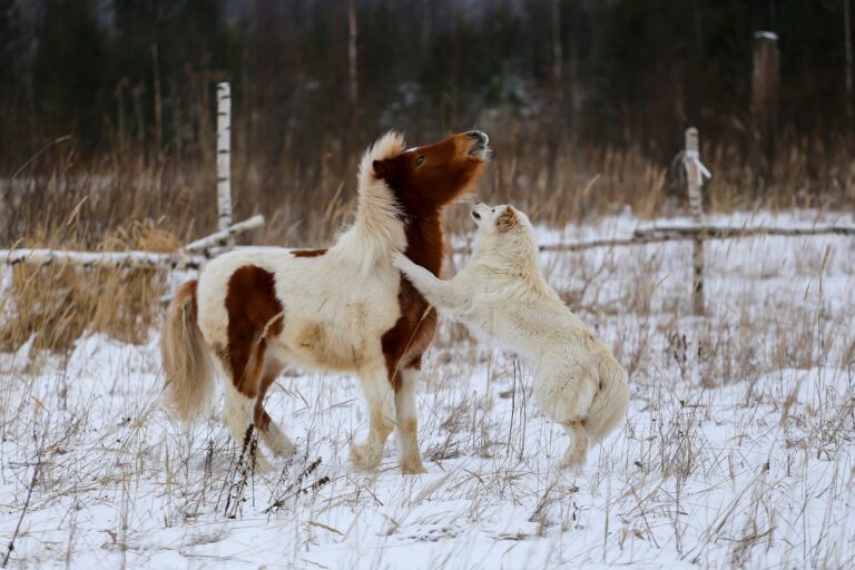 A heartwarming winter scene featuring a small brown and white horse and a white dog, with the dog standing on its hind legs, reaching up to the horse's face as if in a friendly gesture or play, amidst a snowy landscape. This image perfectly captures the essence of "23 Animals that Symbolize Friendship."