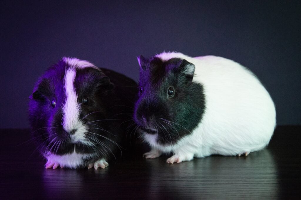 Two guinea pigs with contrasting black and white fur, sitting side by side on a smooth, dark surface against a dark background with subtle purple lighting highlighting their silhouettes.