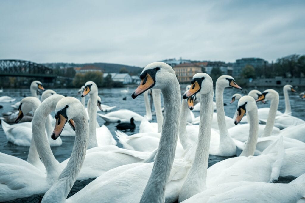 A congregation of majestic white swans on a river, a classic representation of animals that symbolize friendship and fidelity, set against an urban landscape.