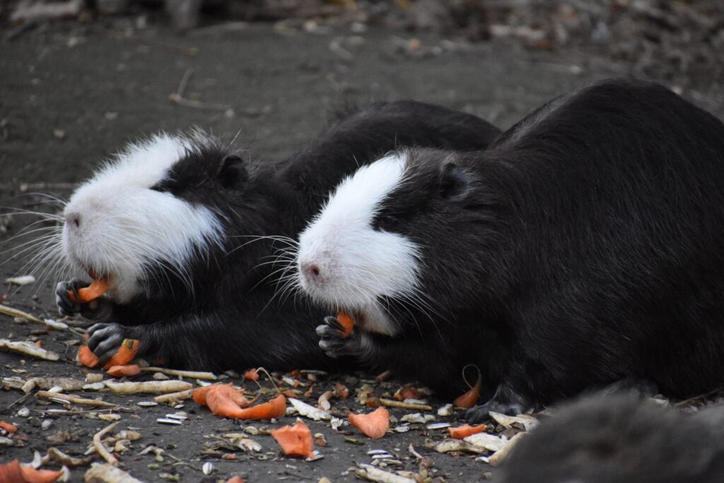 A pair of black and white guinea pigs dreams enjoying a meal, with one facing the camera. They are sitting on the ground amidst scattered pieces of carrots and seeds, likely in an outdoor enclosure.