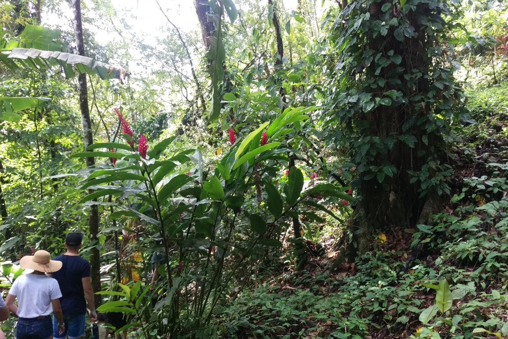 The 2026 Spiritual Guide to Boquete Panama Explorers on a Boquete coffee tour wander through lush Panamanian greenery, with vibrant red ginger flowers in the foreground, indicative of the rich biodiversity that thrives in the coffee-growing regions of Boquete, Panama.