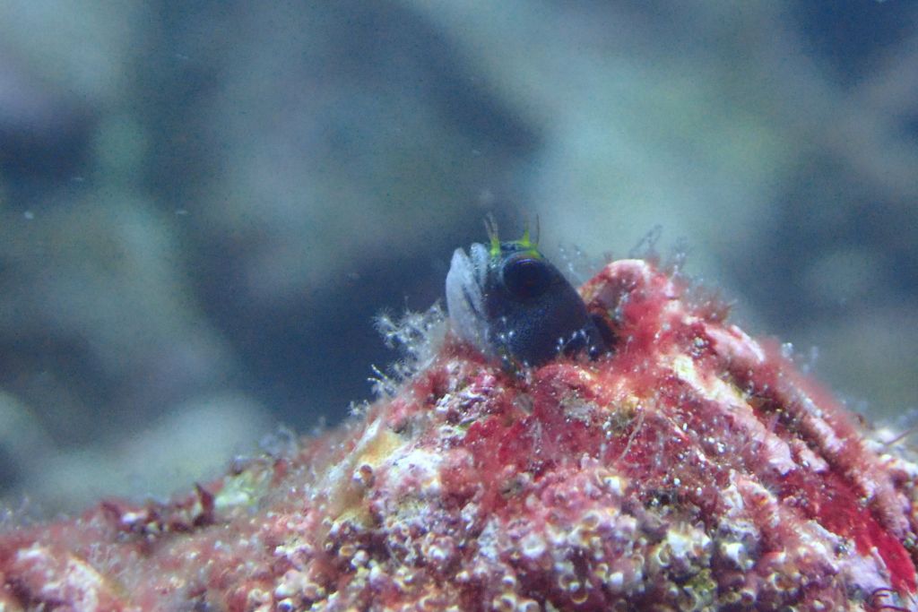 A small, curious blenny fish peeks out from its hiding spot in a vibrant, encrusted coral, underwater. The image captures the intricate textures and colors of the marine environment, highlighting the delicate balance of ocean life. Thus representing the marine species in the red sea. 