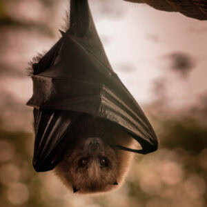 A close-up photograph of a bat hanging upside down with wings partially folded, revealing its face as it gazes directly into the camera. The bat's fur and expressive eyes are highlighted against a blurred, warm-toned background, creating a sense of tranquility in a natural setting.