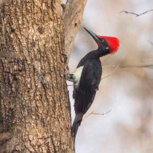 This is a cute woodpecker on a wood making its work done.