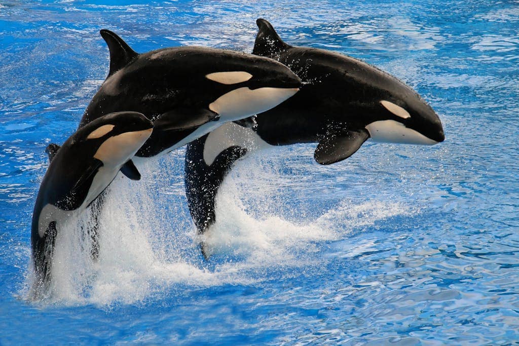 "A trio of killer whales leaping gracefully in unison above the water's surface, their sleek bodies glistening in the sunlight against a backdrop of ocean waves."