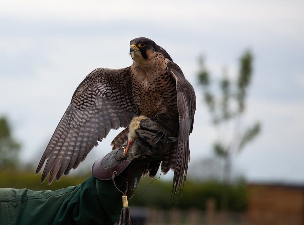 meaning of seeing hwak, showcasing its powerful wingspan and keen focus, symbolizing strength, freedom, and the beauty of nature